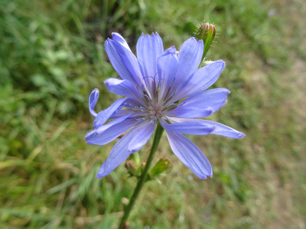 Image of Cichorium intybus specimen.