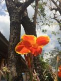 Canna × generalis. Цветок. Таиланд, Краби, территория кафе, в культуре. 01.03.2018.