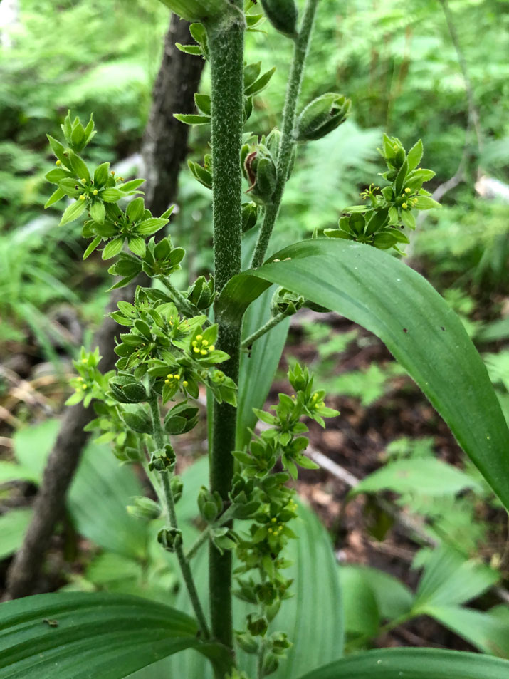 Изображение особи Veratrum dolichopetalum.