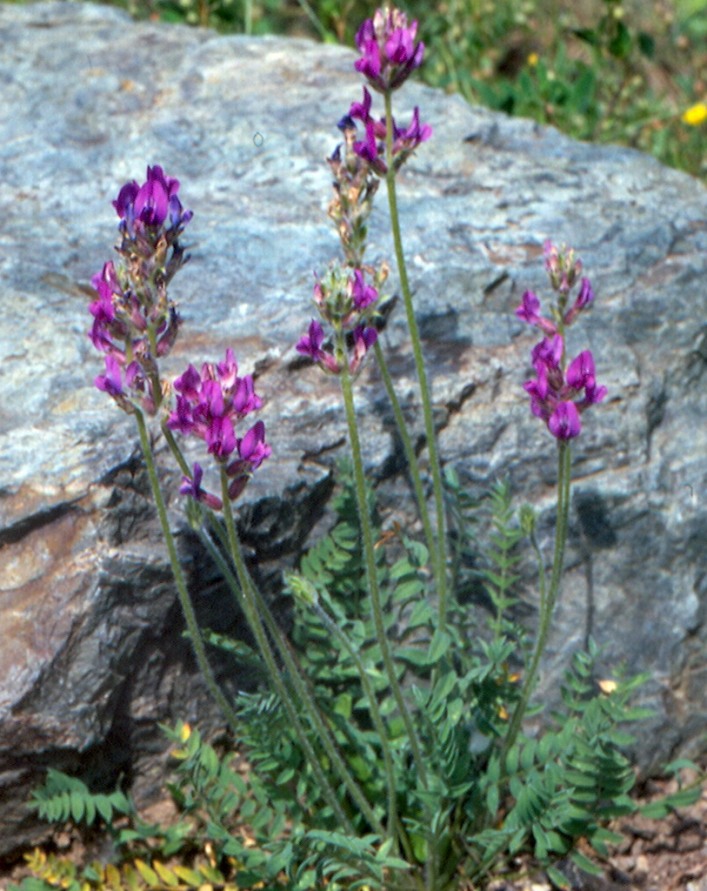 Изображение особи Oxytropis sibajensis.