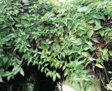 Bignonia capreolata. Вегетирующее растение. Абхазия, г. Сухум, Сухумский ботанический сад. 25.09.2022.