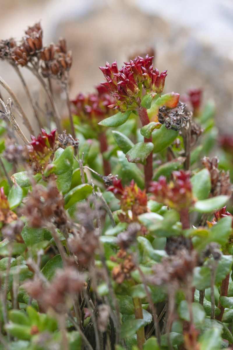 Изображение особи Rhodiola gelida.