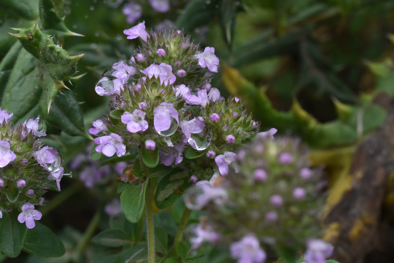 Изображение особи род Thymus.