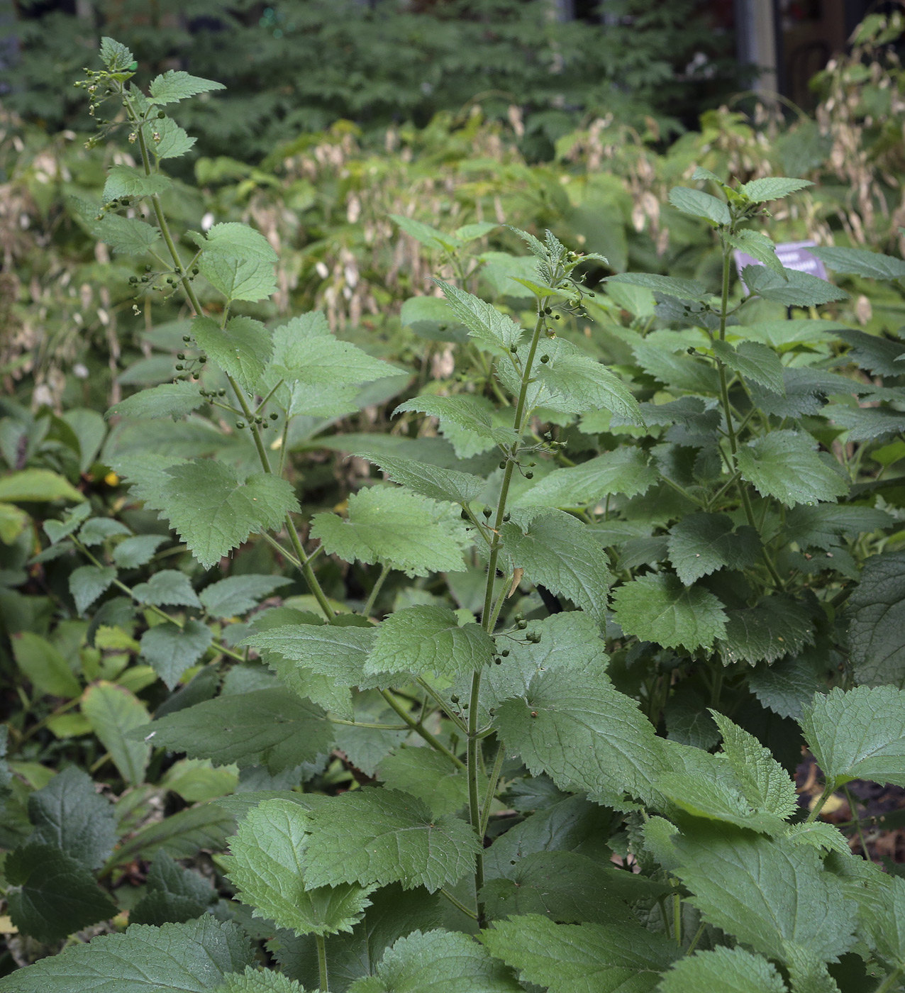 Image of Scrophularia divaricata specimen.