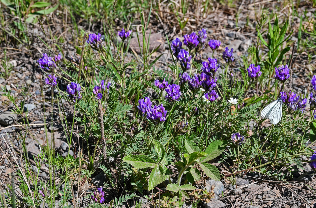 Image of Astragalus danicus specimen.