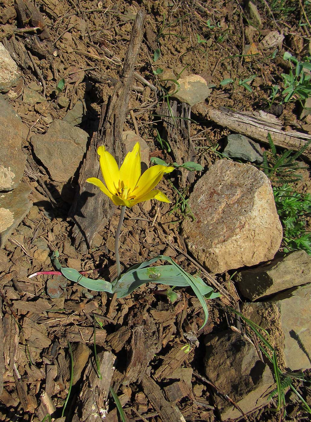 Изображение особи Tulipa altaica.