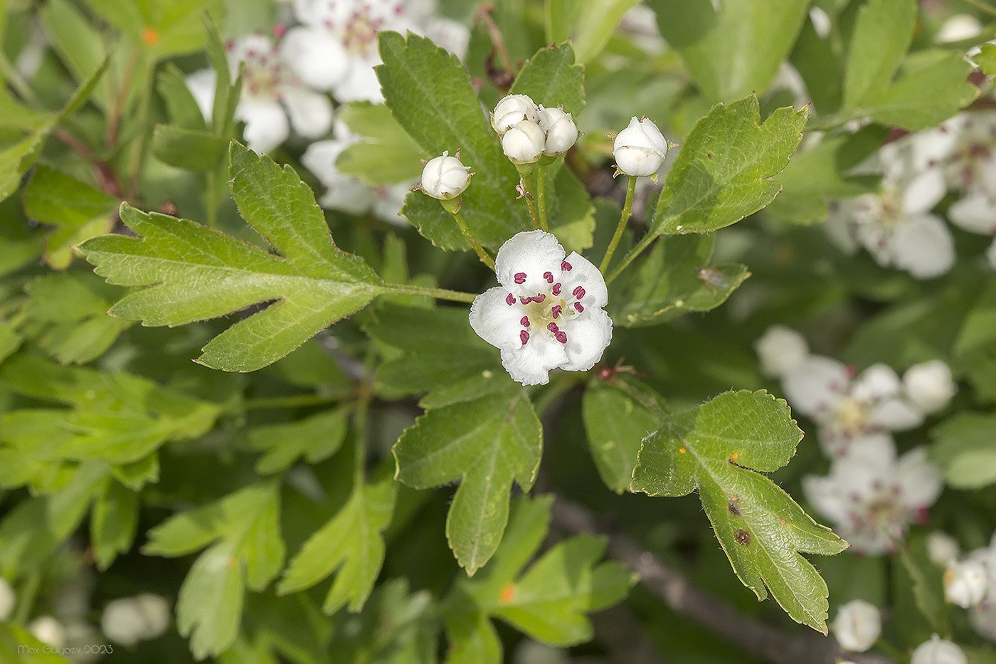 Изображение особи Crataegus stevenii.