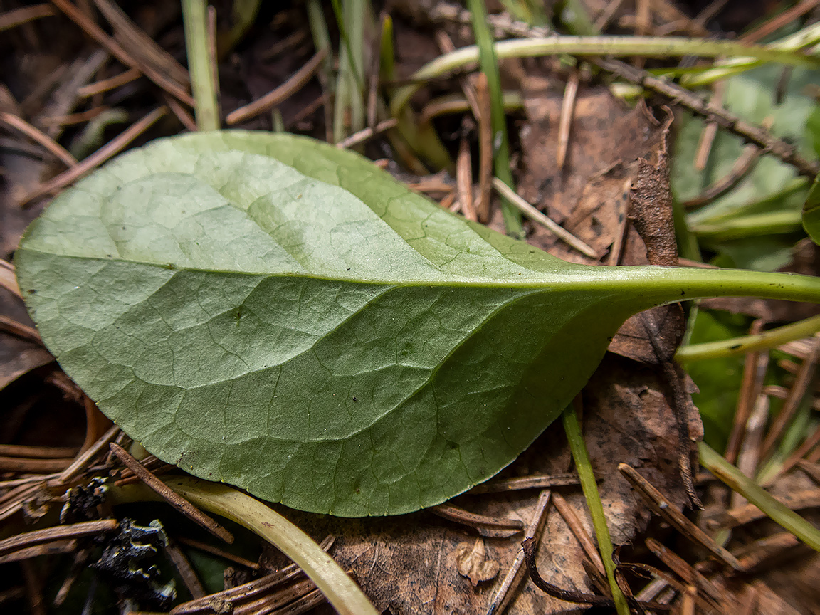 Image of Pyrola rotundifolia specimen.