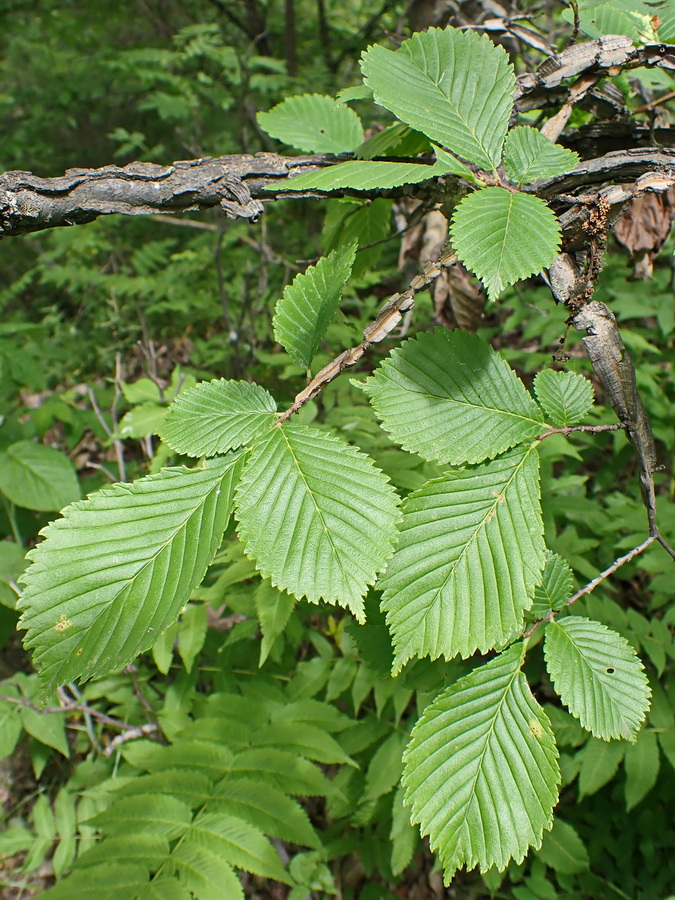 Image of Ulmus japonica specimen.