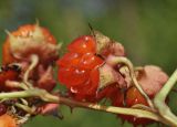 Rubus crataegifolius. Часть соплодия с плодом. Приморский край, Шкотовский р-н, пос. Подъяпольск, поросший кустарником склон. 28.07.2023.