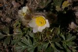 Pulsatilla vernalis