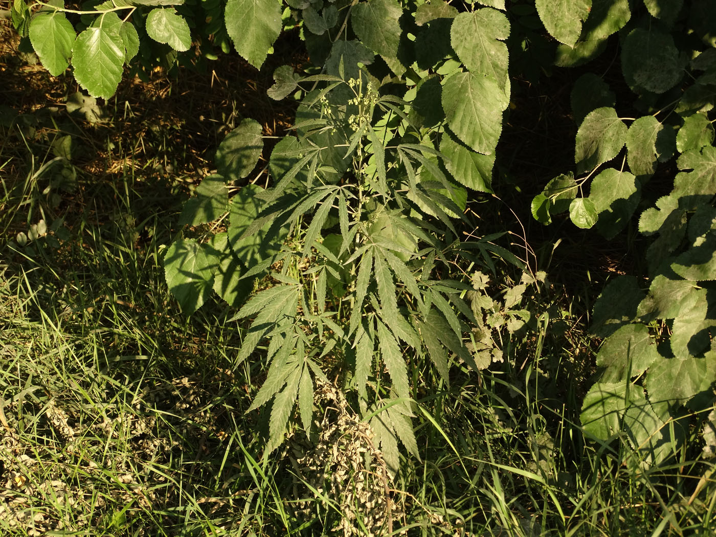 Image of Cannabis sativa var. spontanea specimen.