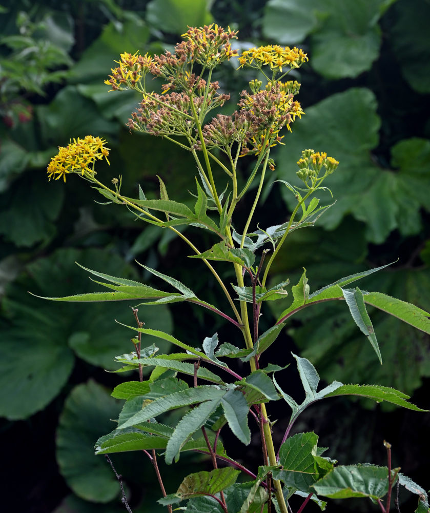 Изображение особи Senecio cannabifolius.