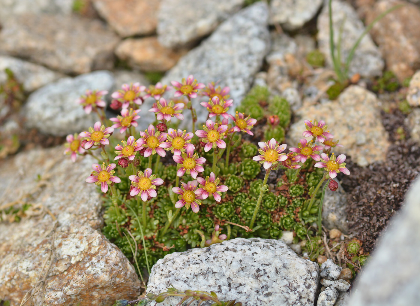 Изображение особи Saxifraga moschata.