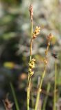 Carex vaginata. Соплодие. Мурманская обл., Восточный Мурман, окр. п. Дальние Зеленцы, склон сопки к Ярнышной бухте. 05.08.2010.