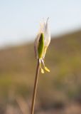 Tulipa patens. Отцветший цветок с облетающими долями околоцветника. Видно опушение оснований тычиночных нитей. Казахстан, Восточно-Казахстанская обл., Глубоковский р-н, окр. с. Кожохово, каменистая степь. 06.05.2023.