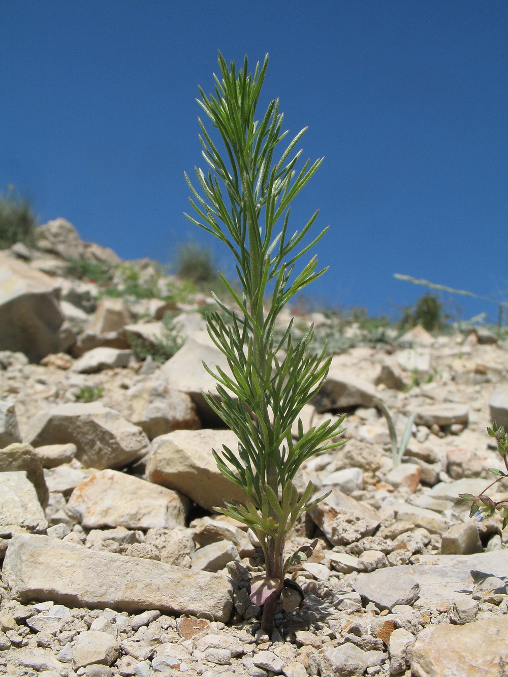 Image of Schrenkia golickeana specimen.