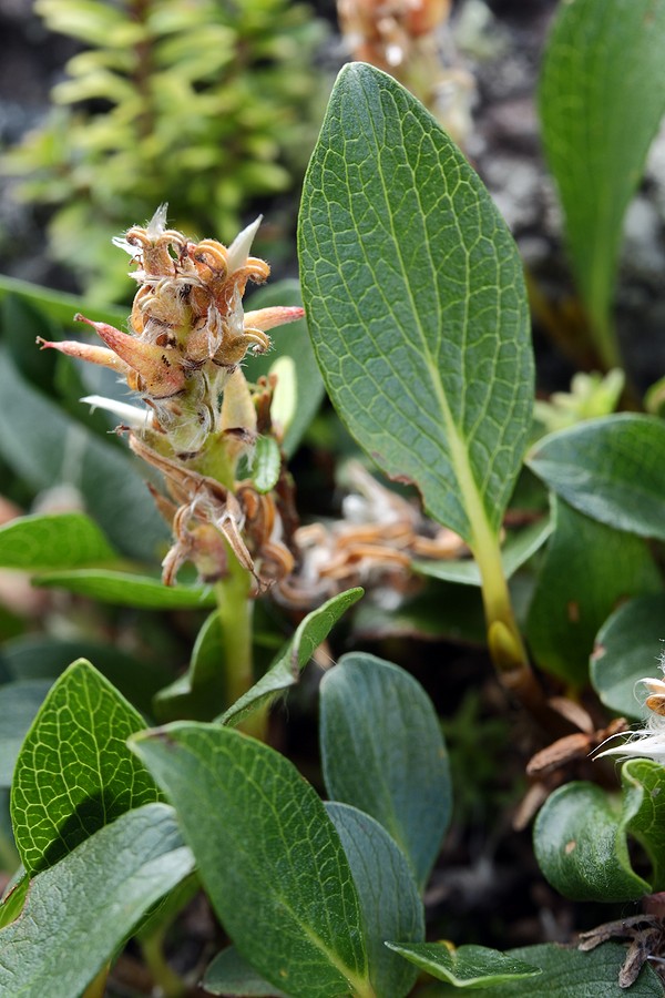 Image of Salix polaris specimen.