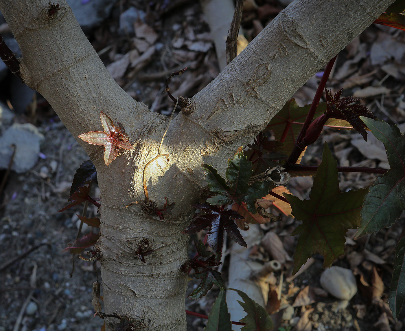 Image of Ricinus communis specimen.