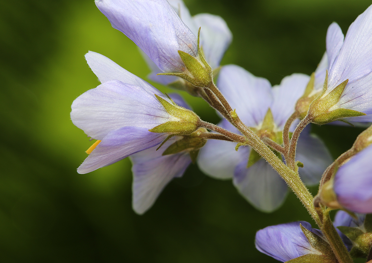 Изображение особи Polemonium chinense.