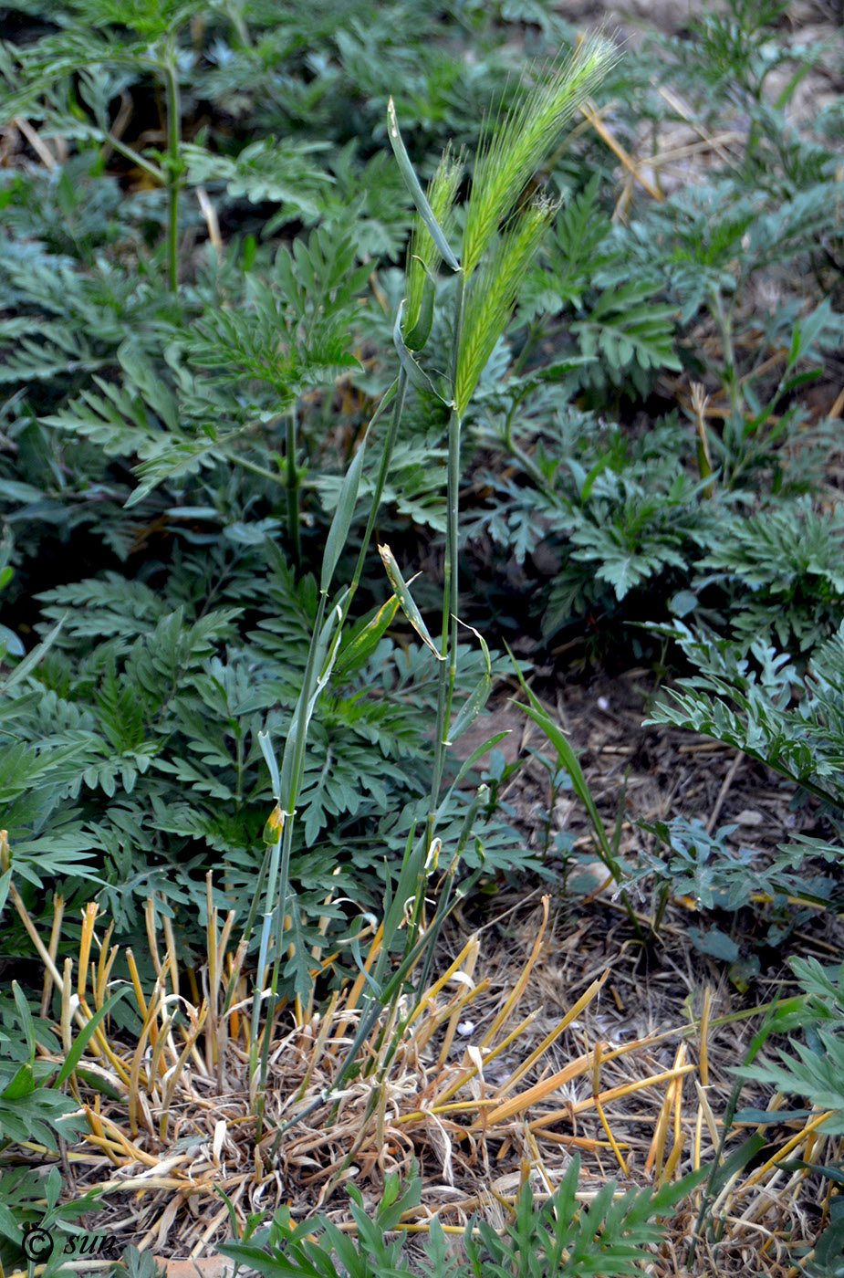 Image of Hordeum murinum specimen.