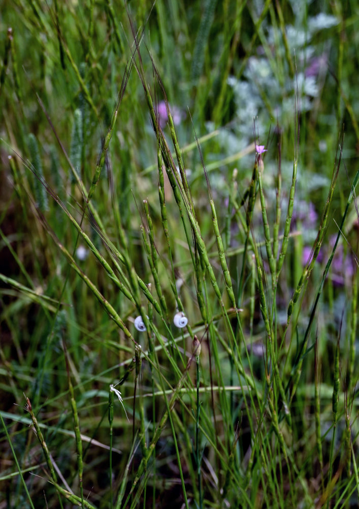 Изображение особи Aegilops cylindrica.