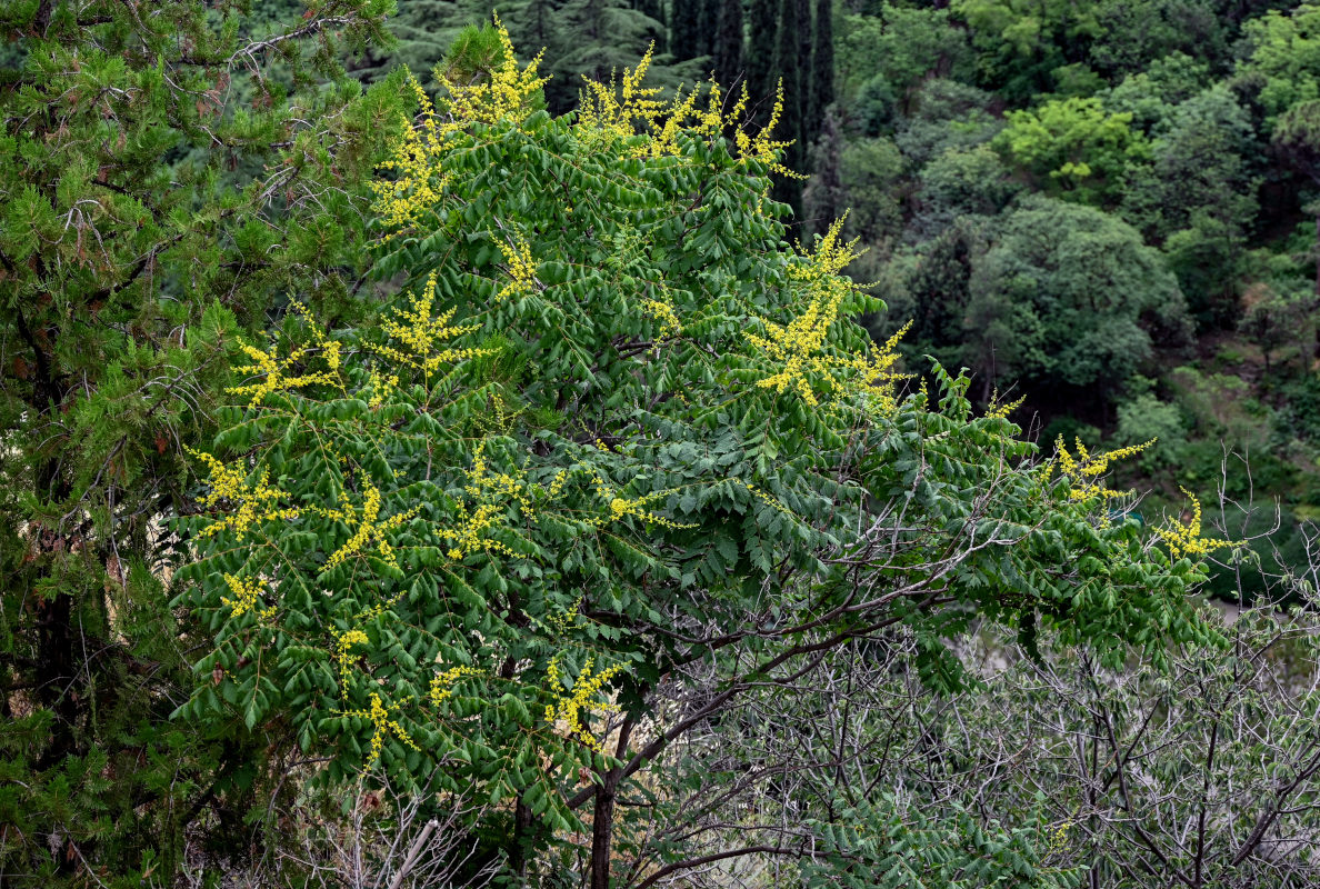 Image of Koelreuteria paniculata specimen.