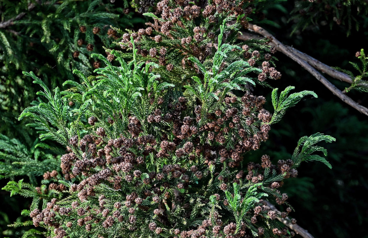 Image of Cryptomeria japonica specimen.