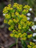 Euphorbia virgata. Верхушка побега с соцветиями. Оренбургская обл., Кувандыкский гор. округ, Карагай-Губерлинское ущелье, луговой склон. 04.07.2023.