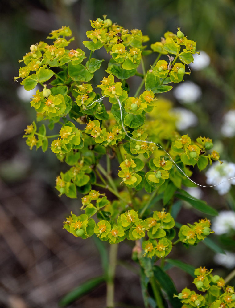 Изображение особи Euphorbia virgata.