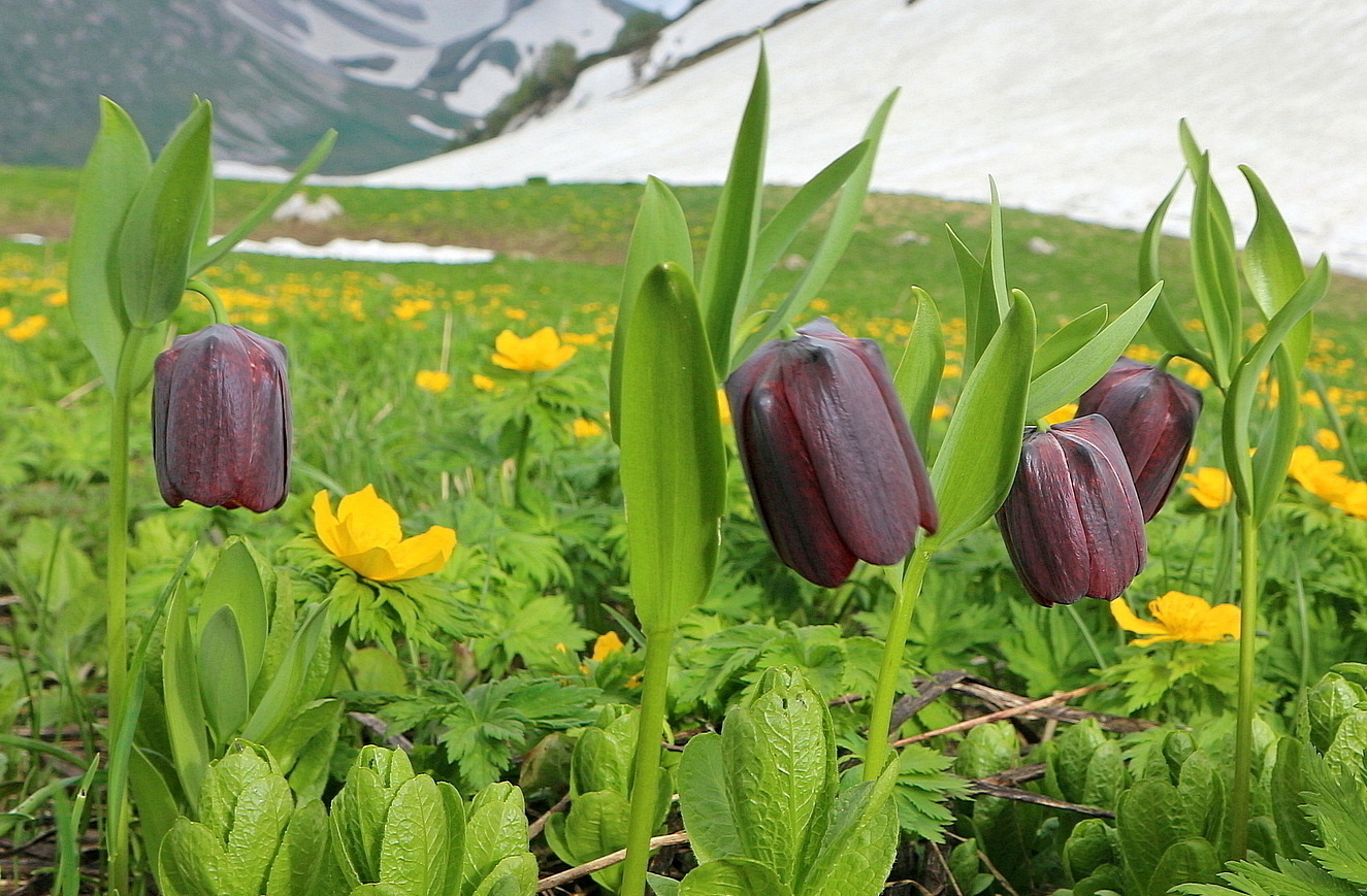 Изображение особи Fritillaria latifolia.