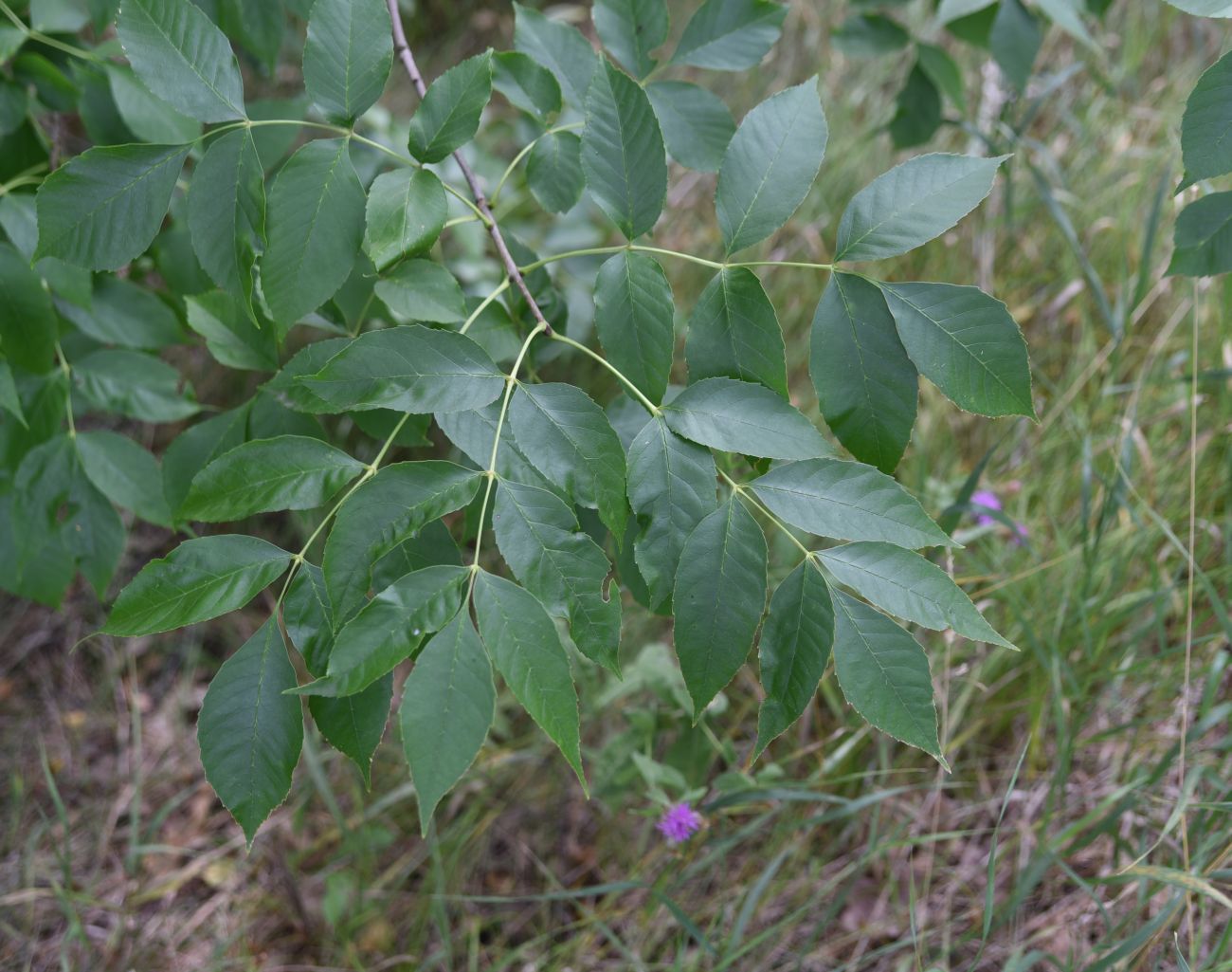 Изображение особи Fraxinus excelsior.