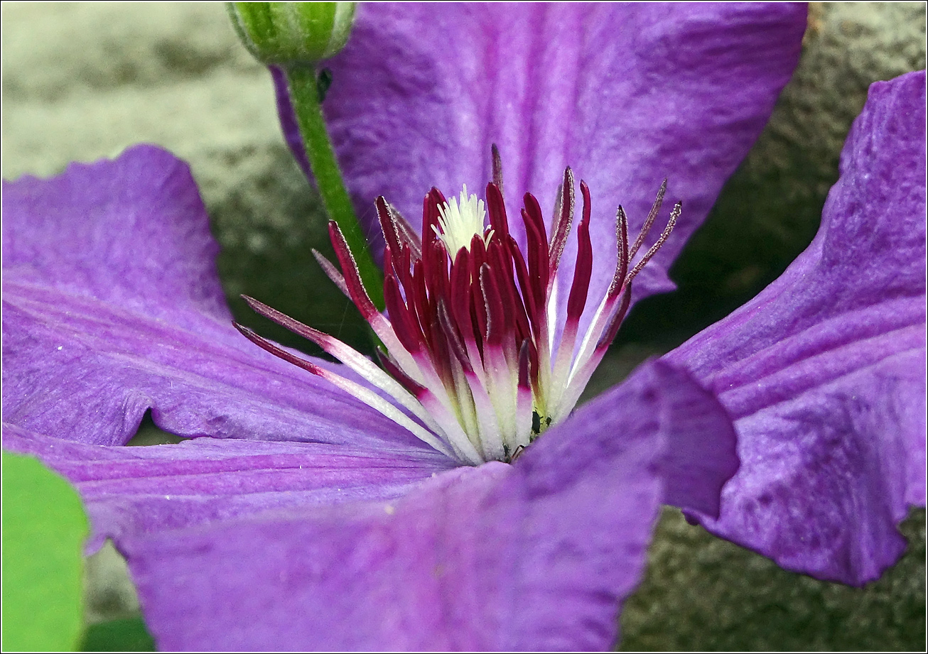 Image of Clematis &times; jackmanii specimen.