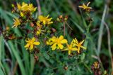 Hypericum perforatum