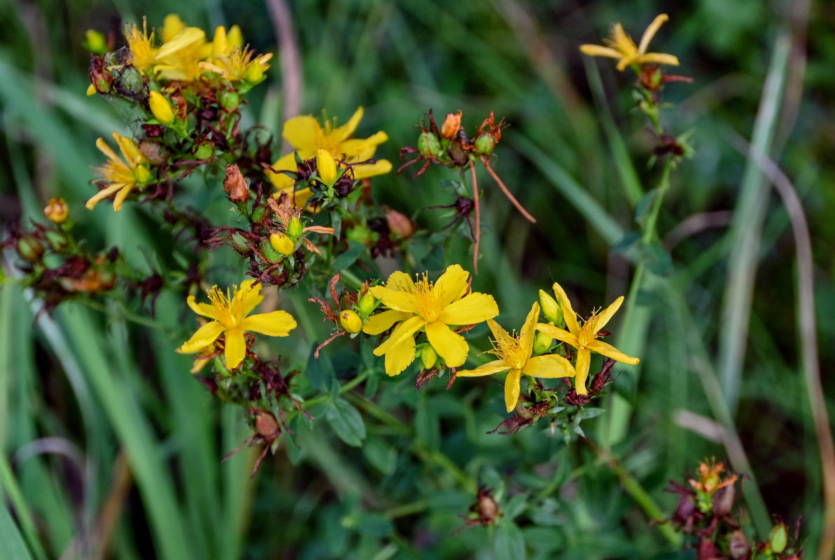 Изображение особи Hypericum perforatum.