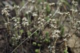 Sedum acre