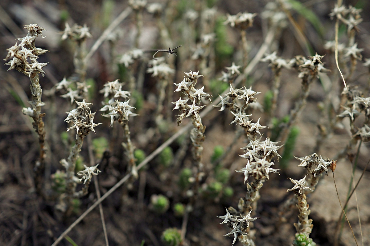 Image of Sedum acre specimen.