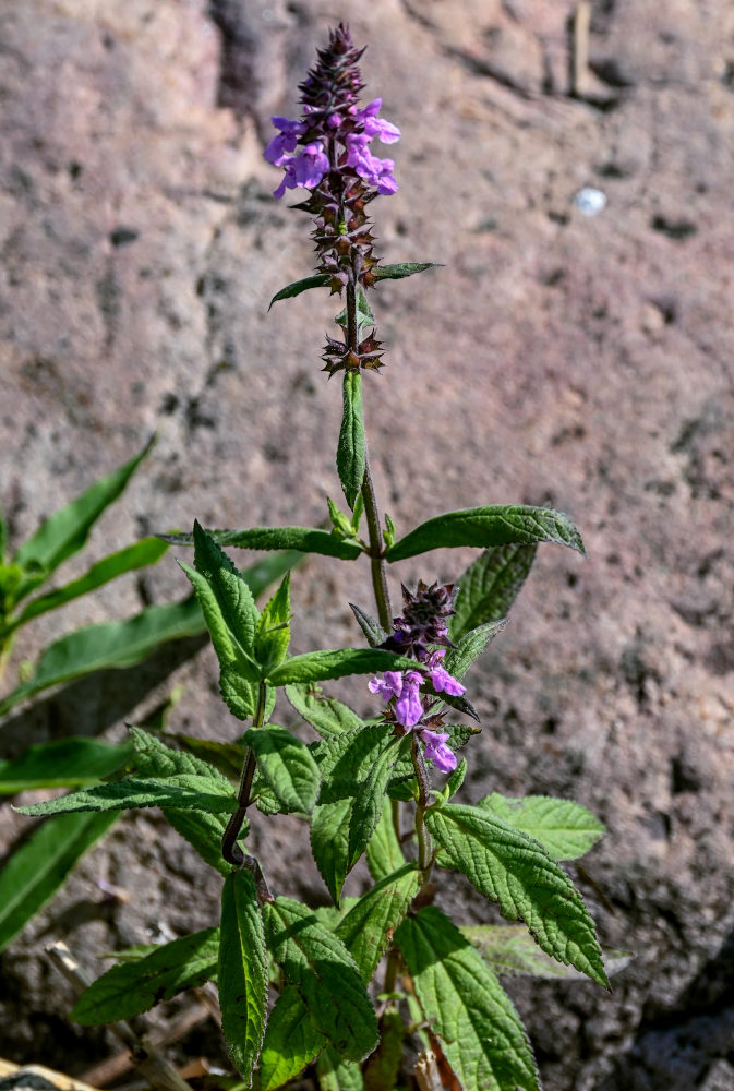 Изображение особи Stachys palustris.