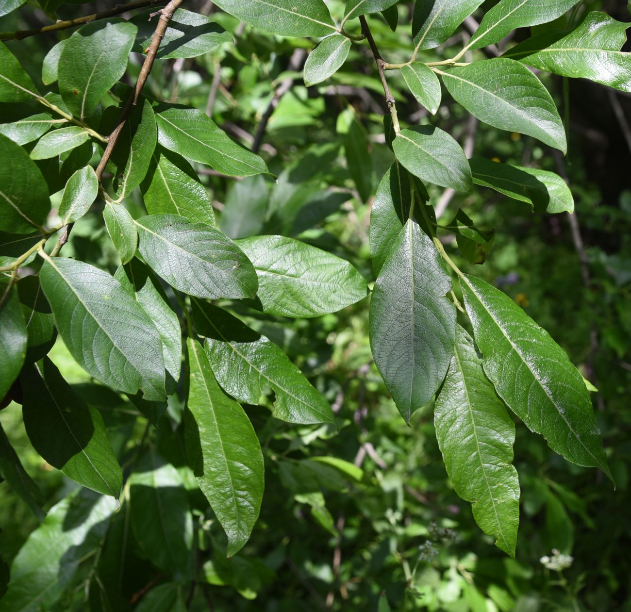 Image of Salix kazbekensis specimen.