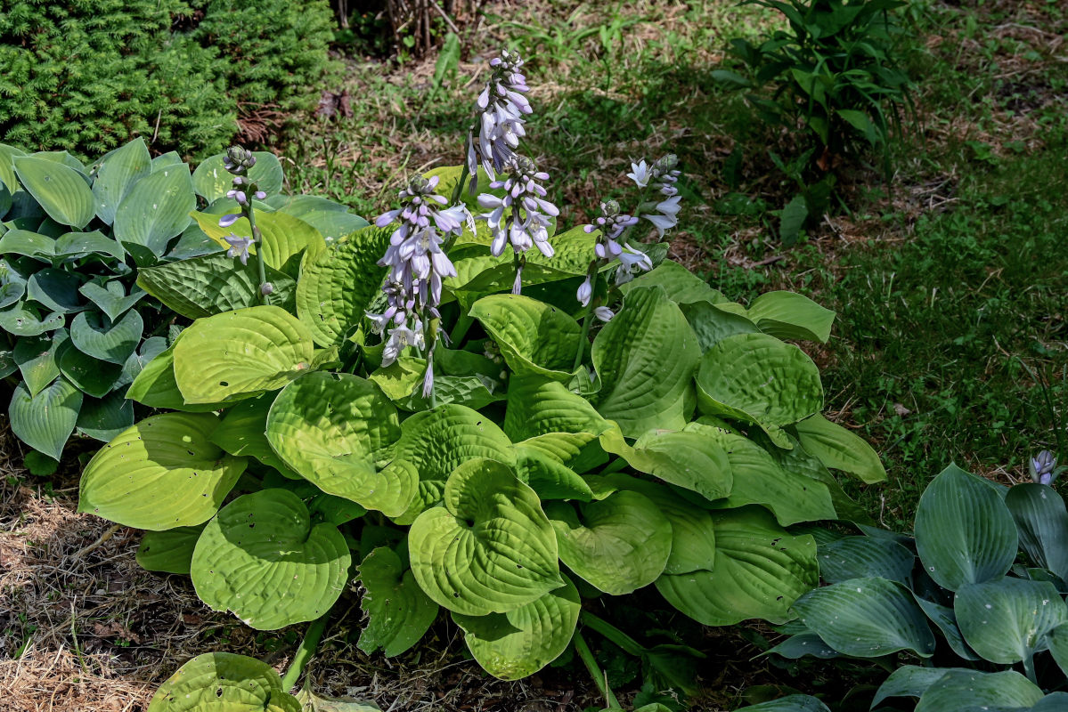 Изображение особи Hosta albomarginata.