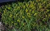 Sedum acre