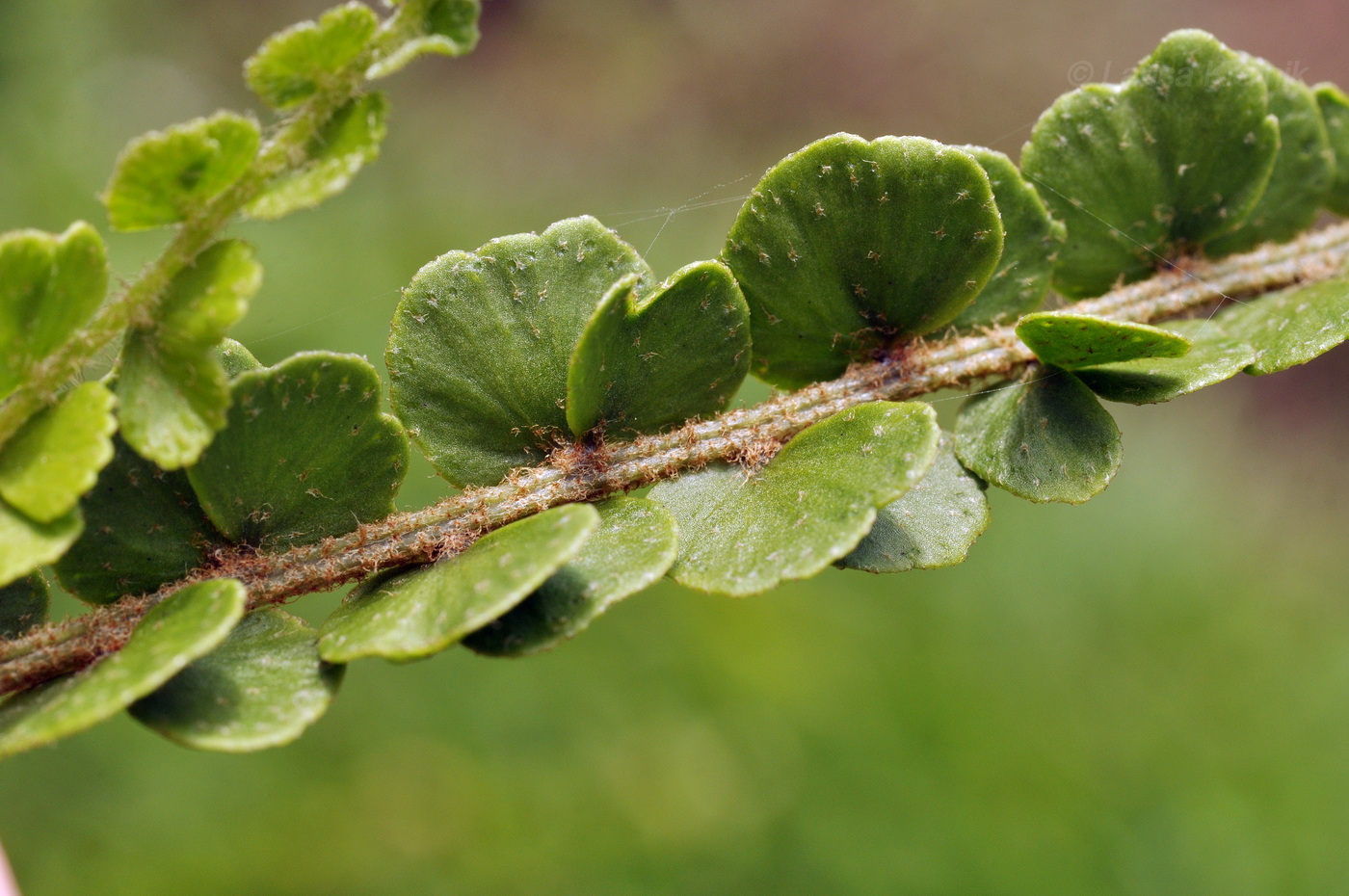 Image of Nephrolepis cordifolia specimen.