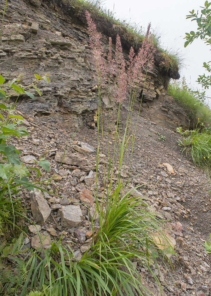 Изображение особи Calamagrostis balkharica.