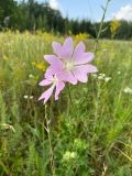 Malva thuringiaca