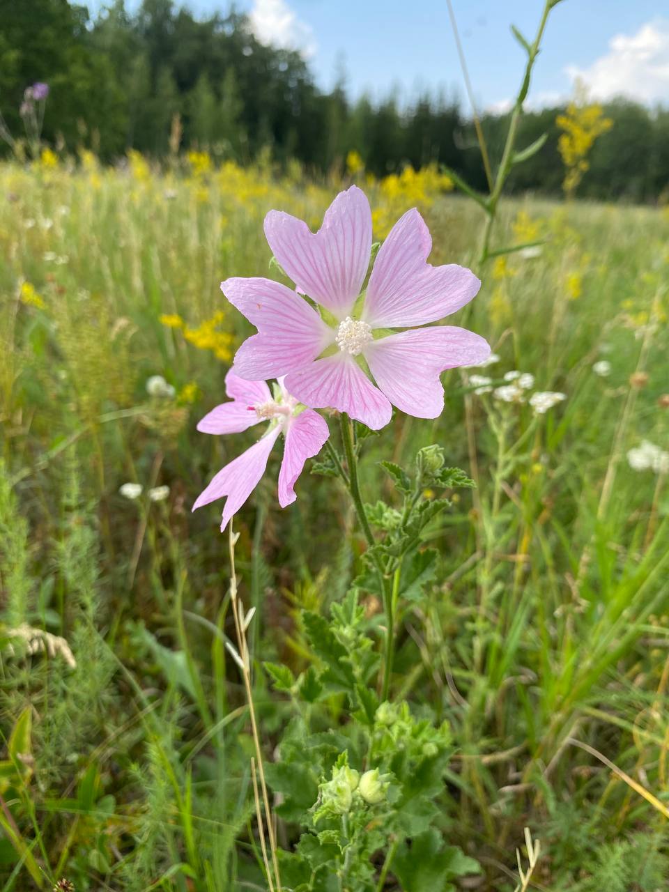 Image of Malva thuringiaca specimen.