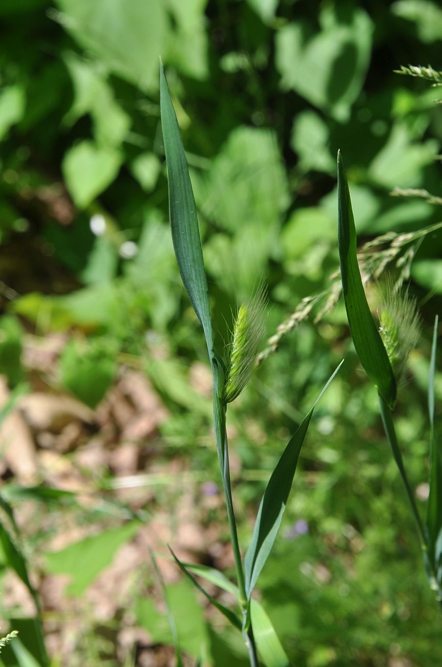 Изображение особи семейство Poaceae.