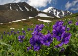 Смотреть изображение Viola altaica