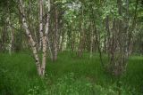 genus Betula. Вегетирующие растения. Чечня, Шаройский р-н, 1 км восточнее ур. Хиндушты, высота 2080 м н.у.м., берёзовый лес. 1 июля 2024 г.