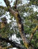 View full-size image Quercus suber