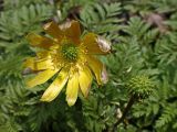 View full-size image Adonis amurensis